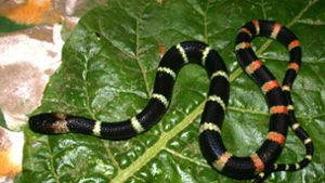 Deutscher Forscher entdeckt durch Zufall neue Schlangenart