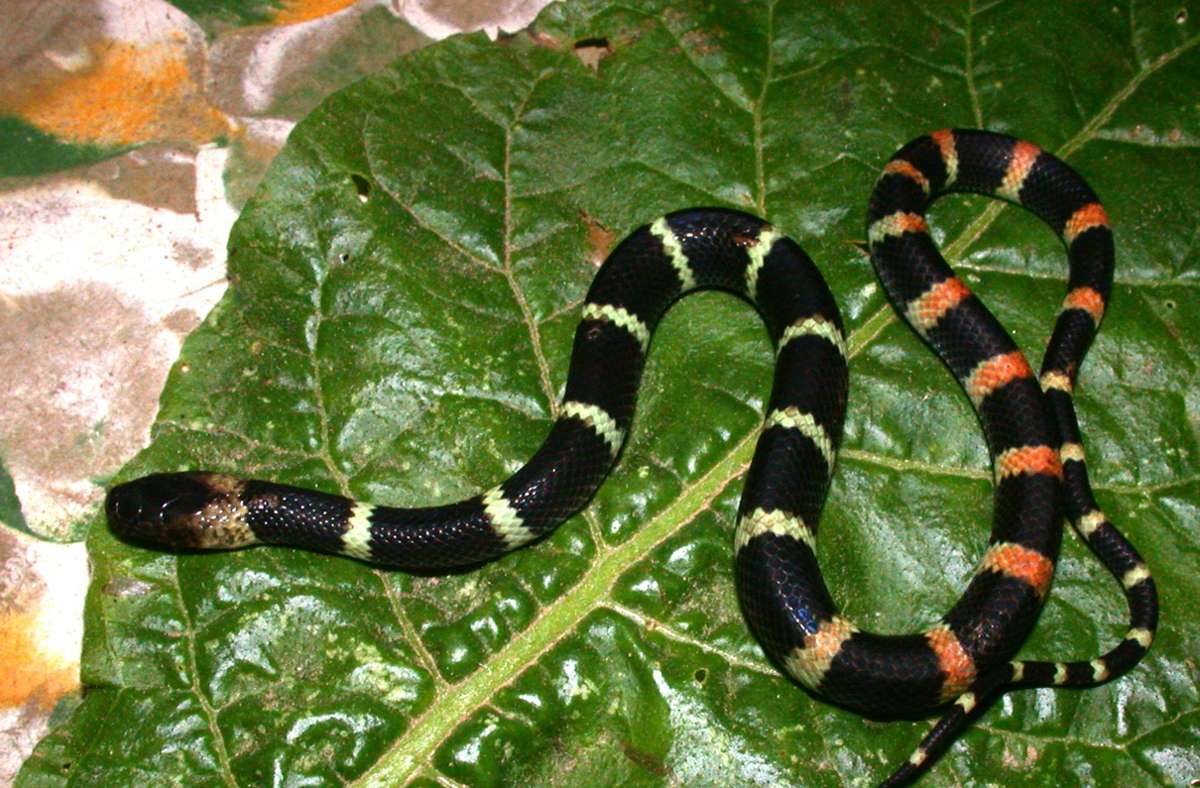 In Museum in Bolivien: Deutscher Forscher entdeckt durch Zufall neue Schlangenart