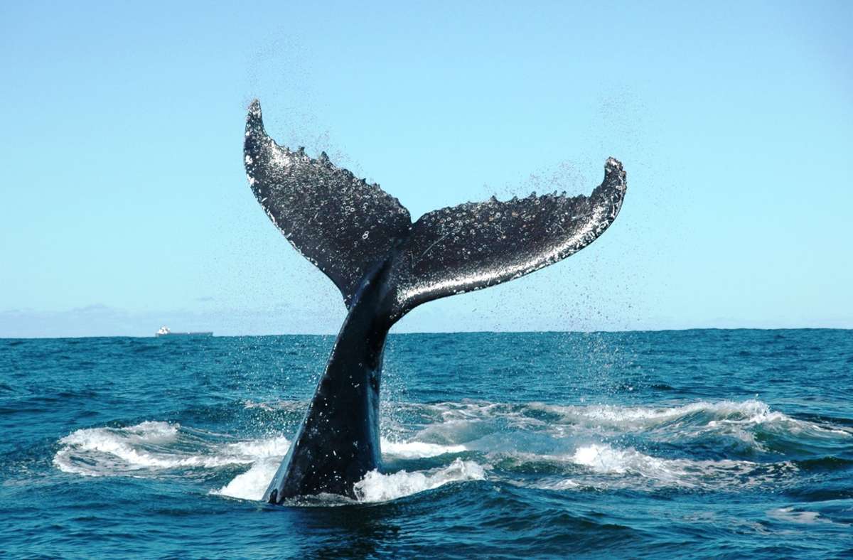 Whalewatching auf Island: Buckelwal backbord!