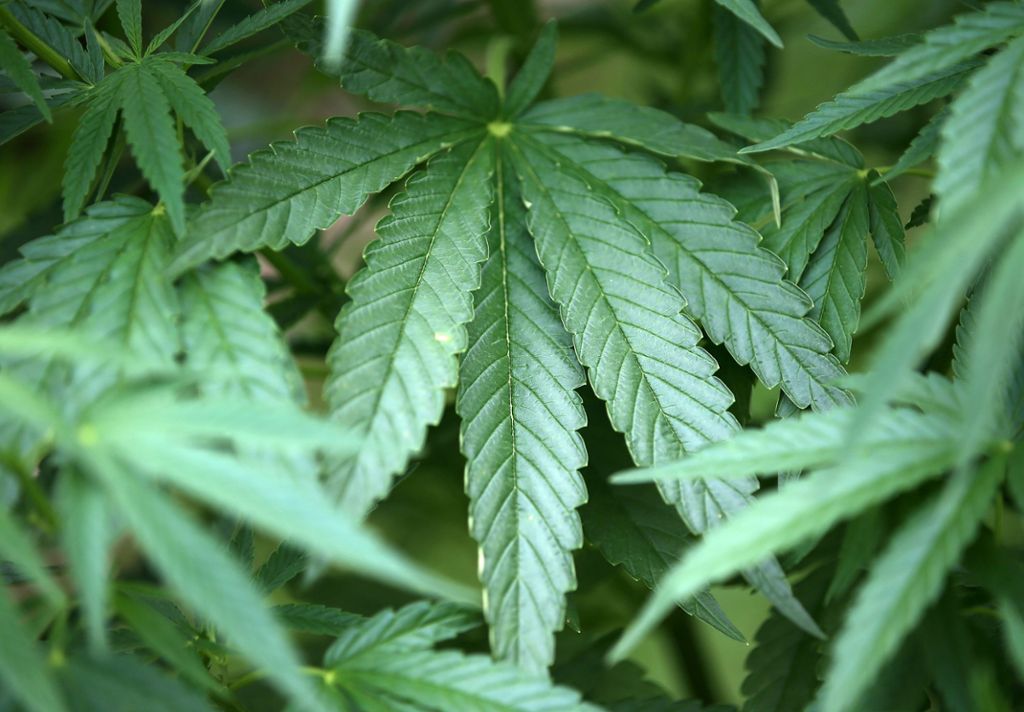 Uni Hohenheim will Cannabis genauer unter die Lupe nehmen