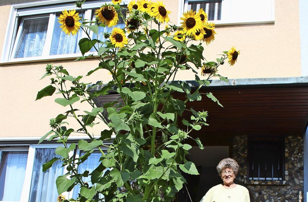Ilse Wohlgemuth freut sich über die außergewöhnlich große Sonnenblume in ihrem Vorgarten: XXL-Sonnenblume im Garten