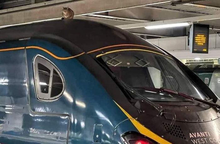 Tierischer Zugbegleiter in London: Katze hindert Zug an der Fahrt
