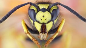 Warum Wespen so gerne in unser Gesicht fliegen