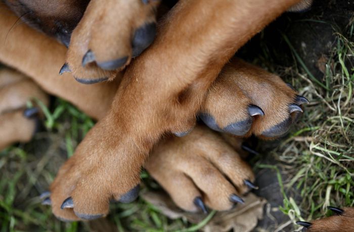 Darmstadt/Ravensburg: Mutmaßlich illegaler Hundewelpen-Handel aufgedeckt