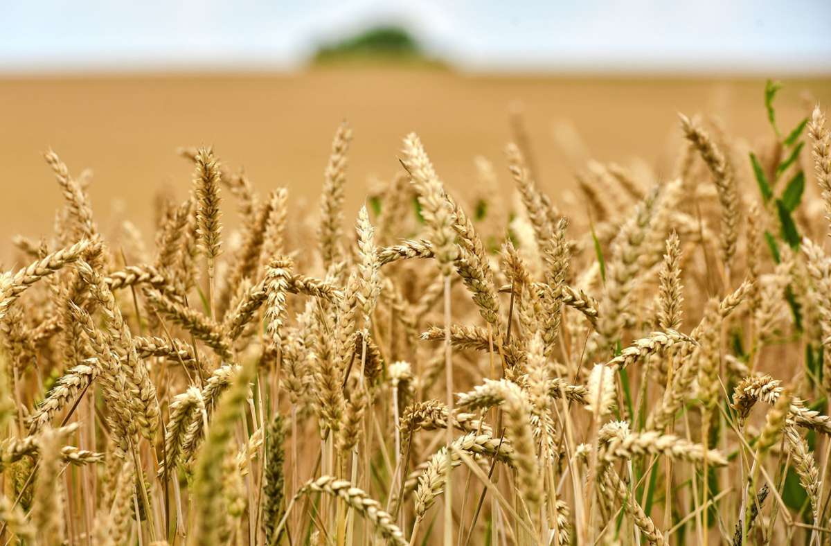 Landwirtschaft: Wie es  um den Weizen  der Filder steht