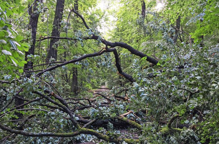 Nach Unwetter in Stuttgart: Warum Waldspaziergänge nach dem Sturm gefährlich sind