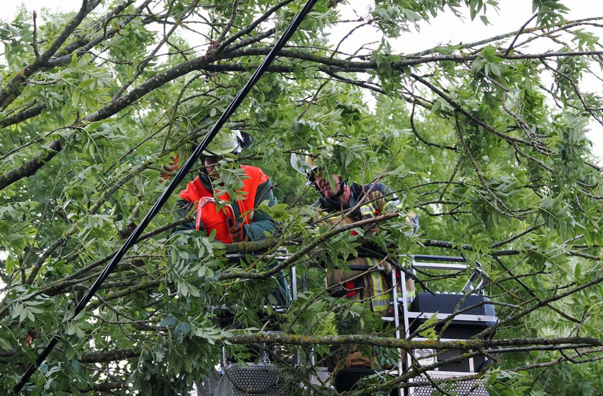 Feuerwehreinsatz in Ditzingen: Baum fällt in Stromleitung