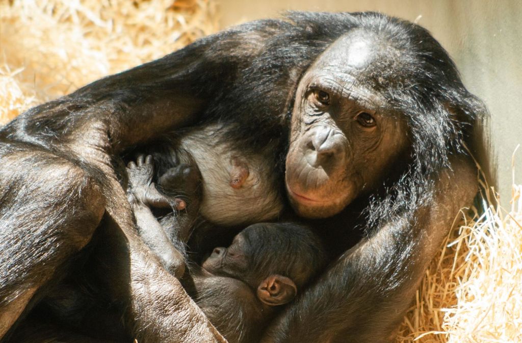 Nachwuchs in der Wilhelma: Baby-Glück bei den Bonobos