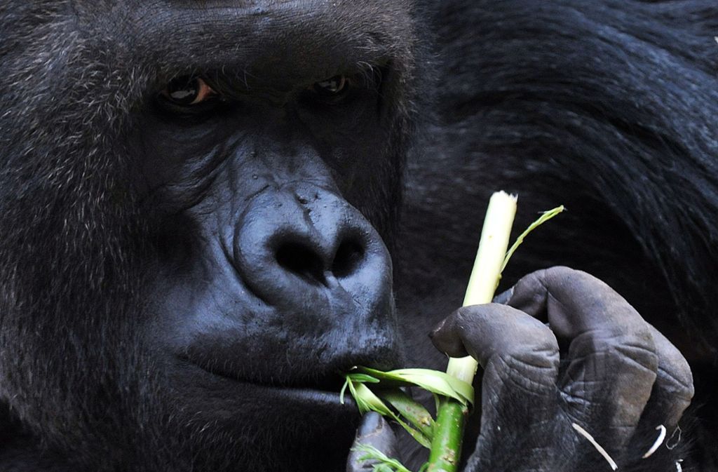 Paarbeziehungen bei Gorillas: Tschüss, Alter!
