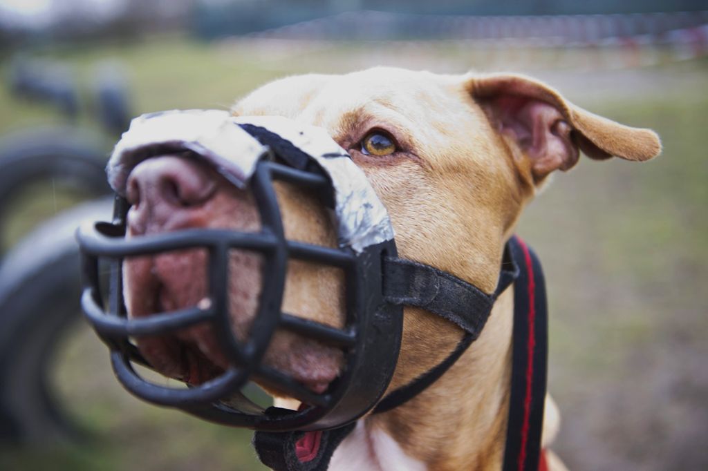 Noch ist unklar, ob es sich bei den Tieren um Kampfhunde handelt: Hundeattacke in Leimen: Gentest soll Gewissheit über Rasse bringen