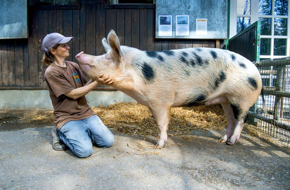 Carmen Weise schätzt an Schweinedame Frieda ihr  freundliches und wissbegieriges Wesen.