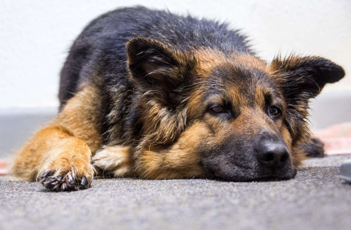 Ravensburg/Ulm: Polizei schnappt mutmaßlichen Hundedieb