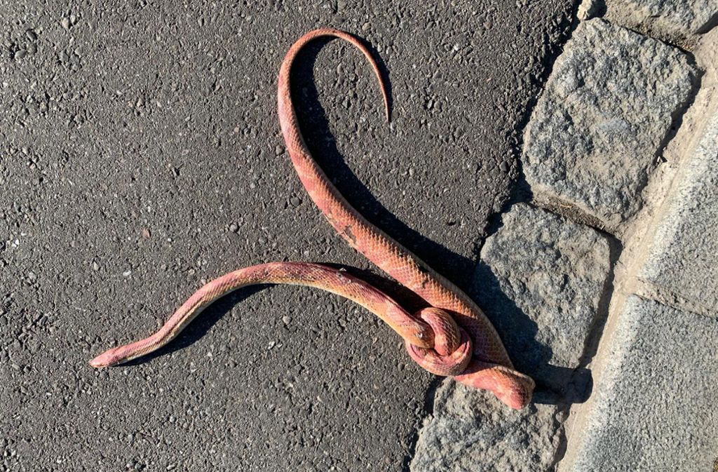 Müllheim im Kreis Breisgau-Hochschwarzwald: Tote Schlange mit verknotetem Körper gefunden