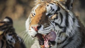 Tiger in New Yorker Zoo mit dem Virus infiziert