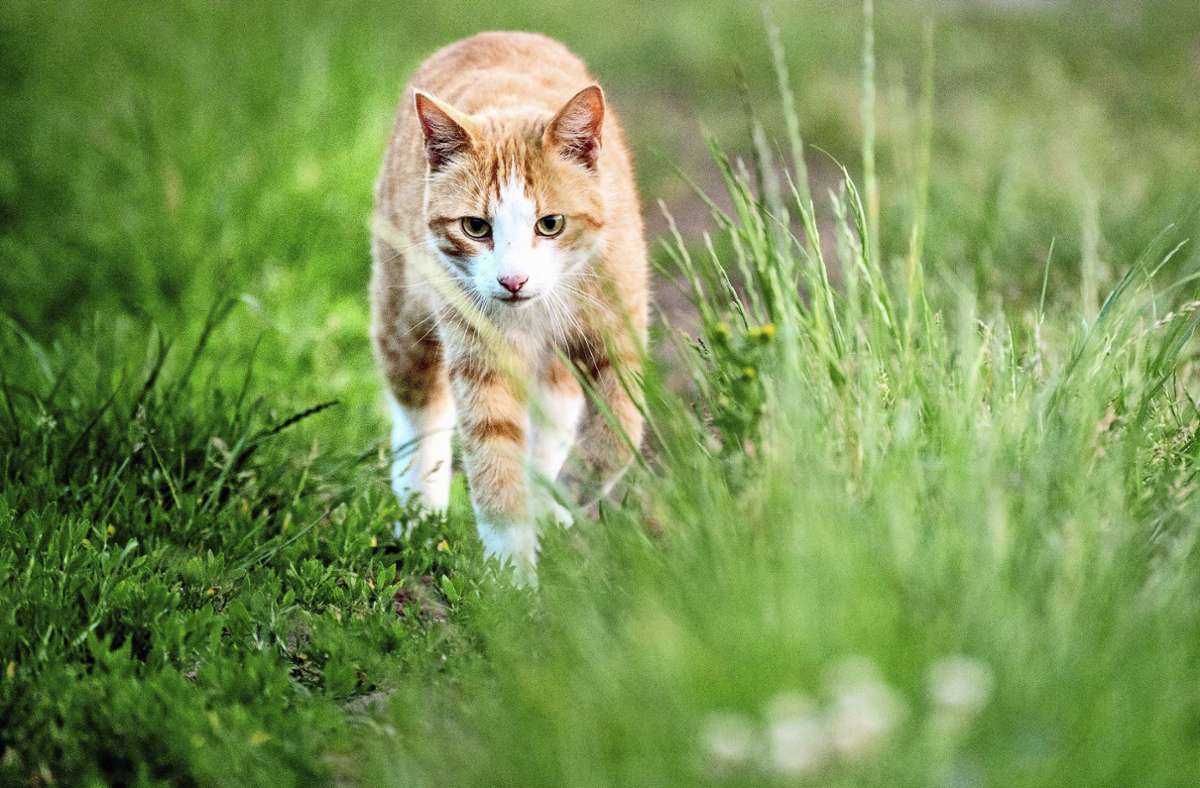 Katzenschutzverordnung in Stuttgart: Ruf nach   Kastrationspflicht für Streuner