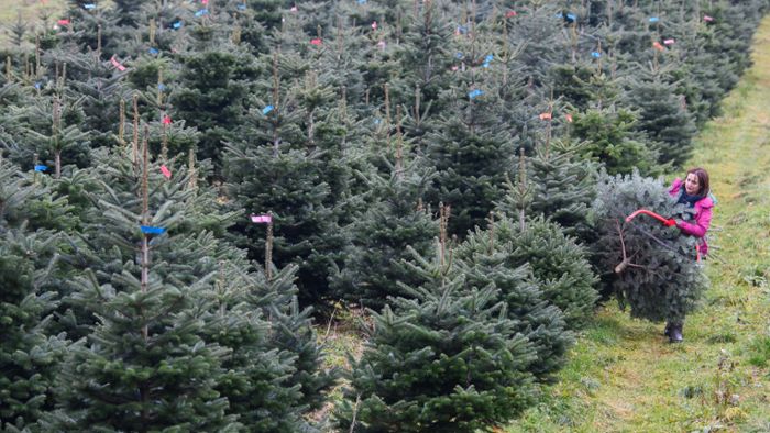 Warum Weihnachtsbäume dieses Jahr teurer werden