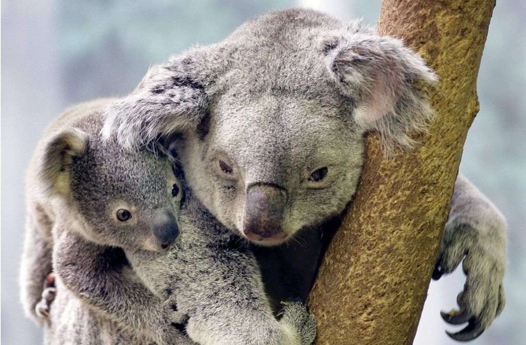 Mutige Rettungsaktion in Australien: Frau rettet schreienden Koala aus Buschfeuer