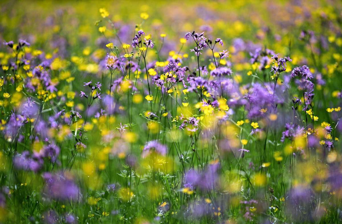 Naturschutz in Baden-Württemberg: Land will artenreiche Blumenwiesen retten