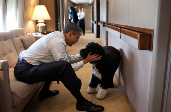 Tiere im Weißen Haus: First Dogs – das waren die Hunde der US-Präsidenten