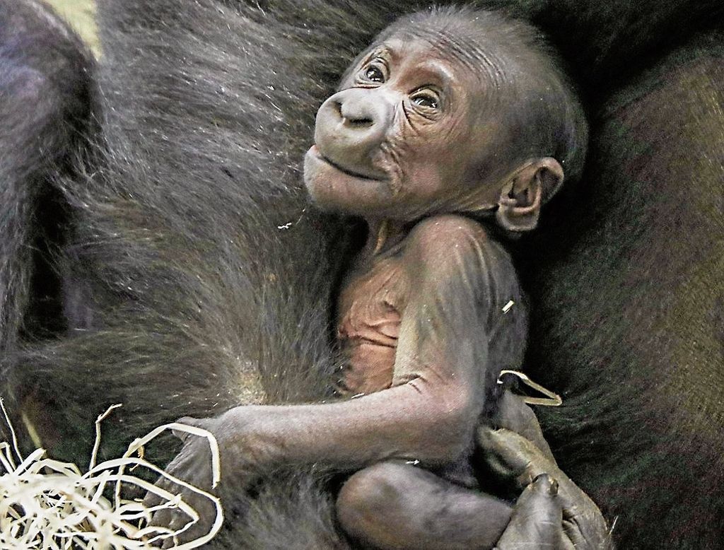 Tuanas Baby macht das Gorilla-Dutzend voll